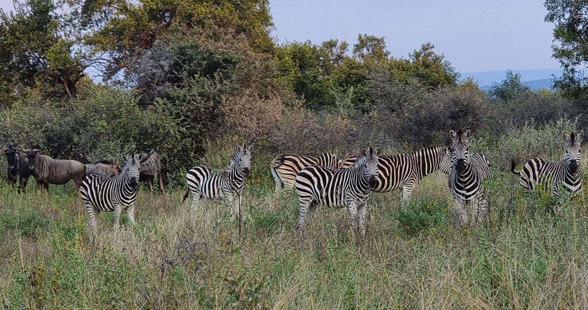 Bushwa Private Game Lodge Vaalwater Exterior foto